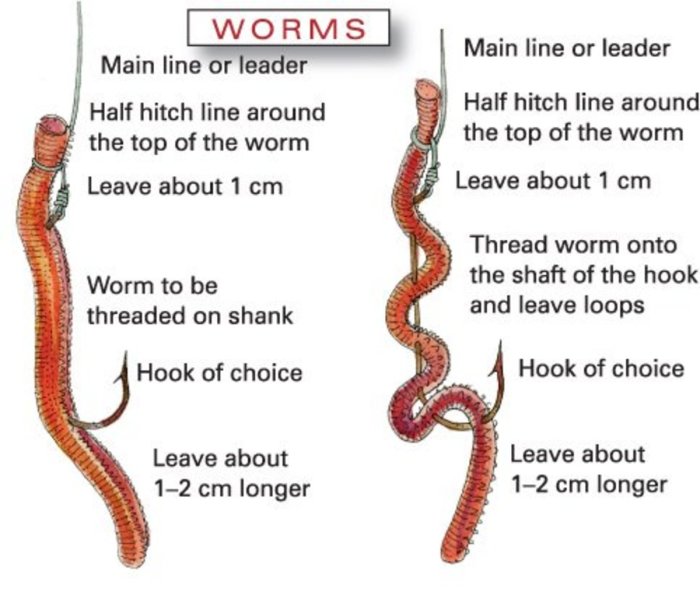 Worm on a hook crossword