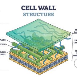 Bacteria bacterial bacterias positivas negativas membrane plasma morphology pared onlinebiologynotes alcohol