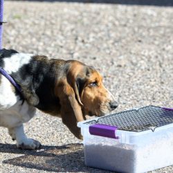 Hound scent breeds pointer thesprucepets