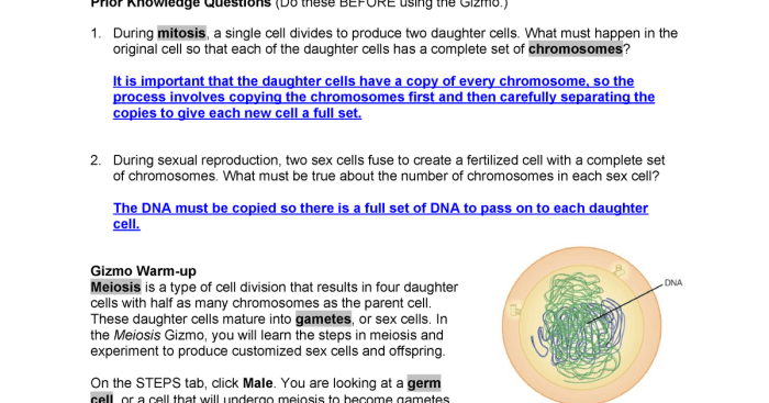 Cellular respiration gizmo answer key