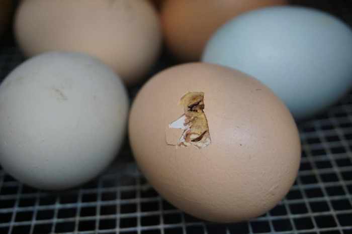 A troublesome egg to hatch