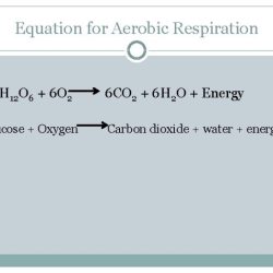 Cellular respiration gizmo answer key