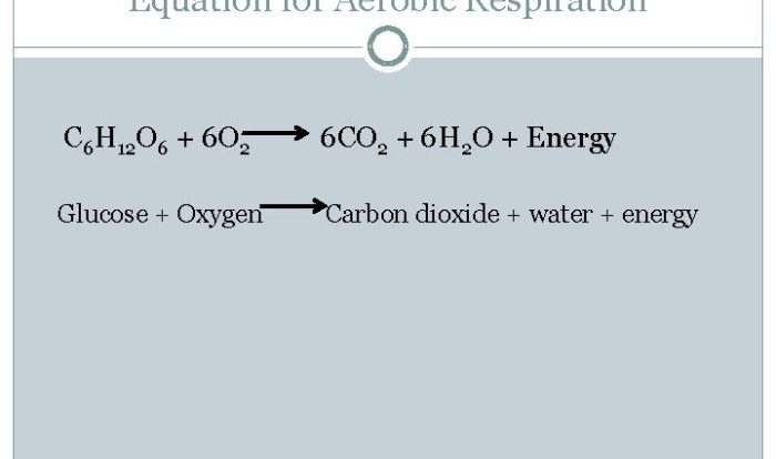 Cellular respiration gizmo answer key