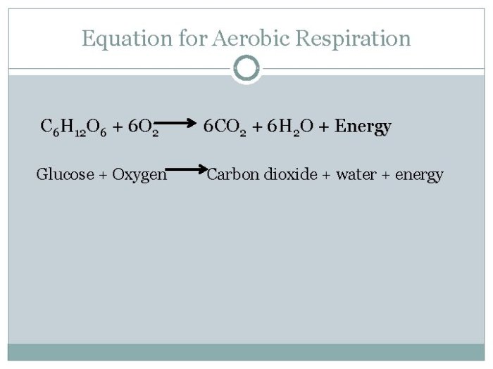 Cellular respiration gizmo answer key