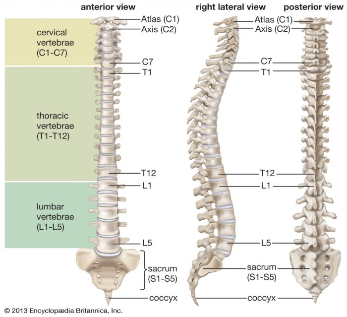 Any of twelve spinal bones crossword clue