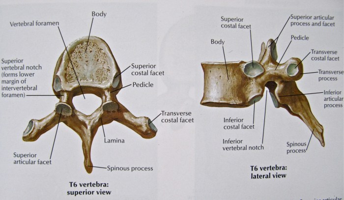 Any of twelve spinal bones crossword clue