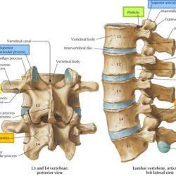 Vertebral column fractures spine