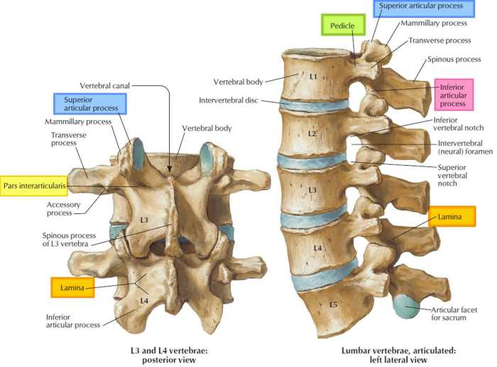 Vertebral column fractures spine