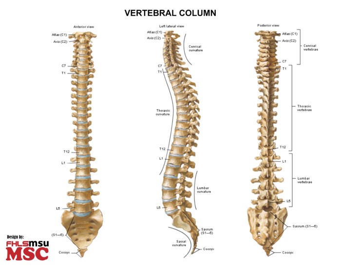 Lumbar anatomy vertebrae spinal segments cord vertebra spondylolisthesis figure