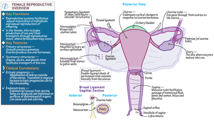 Respiratory lower physiology