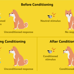 Which of the following best exemplifies classical conditioning