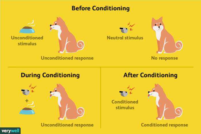 Which of the following best exemplifies classical conditioning