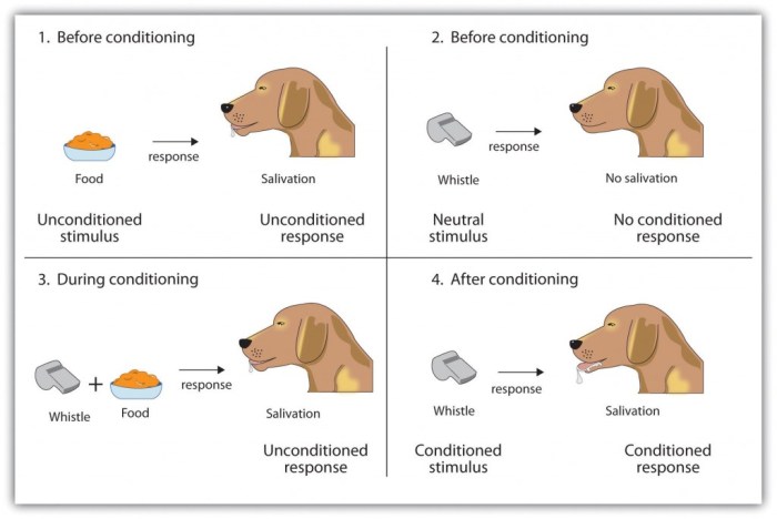 Which of the following best exemplifies classical conditioning