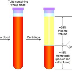 Art labeling activity the composition of whole blood