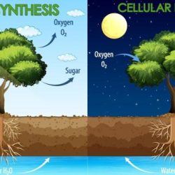 Respiration cellular photosynthesis diagram vs diagrams only venn licensed commercial non use