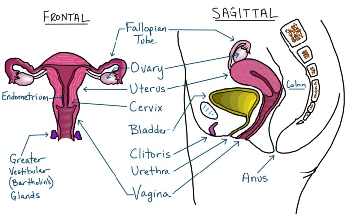 Correctly label the following structures of the female reproductive tract.